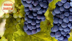 Почему виноград не бывает червивым?