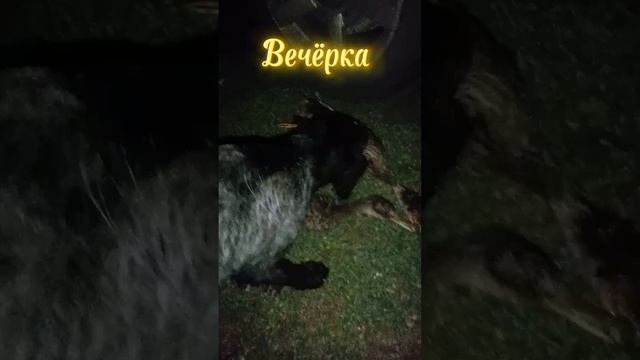 #охота#птица#собака смотреть онлайн