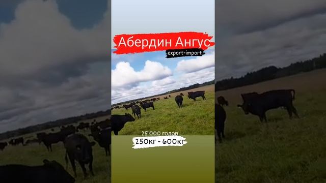 25 000 голов Абердин Ангус порода. #aberdeenangus