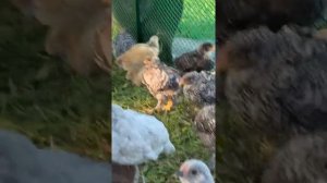 Мехеленская кукушка, брама и амерауканы цыплятам 1 месяц