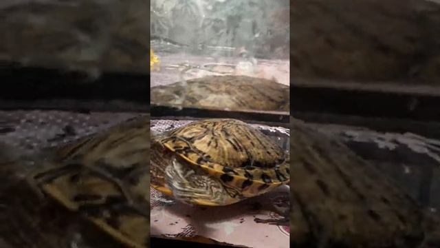 Красноухая черепаха ест травку смотреть онлайн