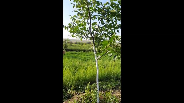 Обзор развития саженцев фундука и ореха 2017-2018г. посадки. Суммы, август 2020г. смотреть онлайн