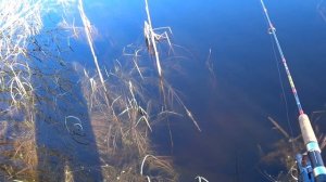 Рыбалка 2021. Поймал ротана монстра.  Ротан канибал.  Ловлю ротана в мае на ультралайт.