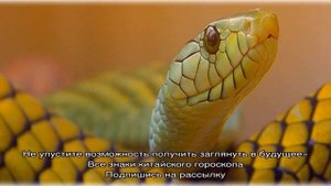 Люди рожденные в год Змеи: гороскоп, характеристика, совместимость