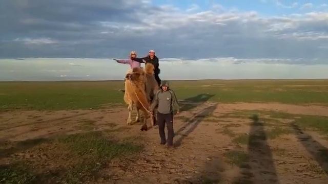 #Верблюды#Калмыкия, Яшкуль