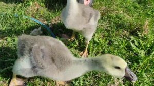 Гусята большая львиная голова