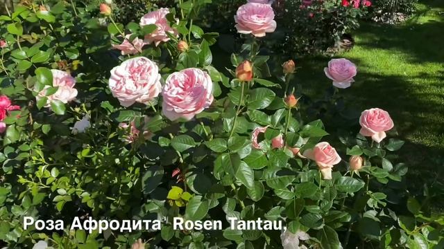 ЦВЕТЕНИЕ РОЗ, (АЙ ЭМ МАКМИЛЛАН, АСПИРИН, АФРОДИТА )!!!