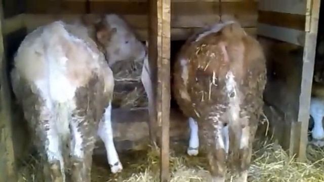 Бычки Симменталы