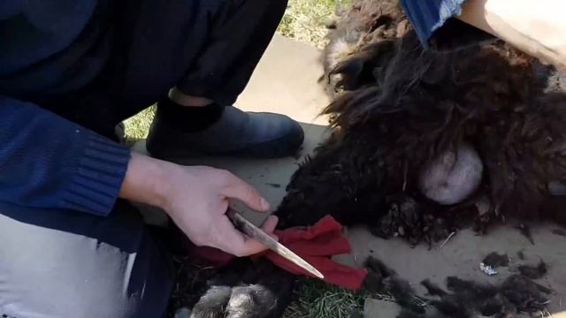 Первый раз в жизни стрижём овец , которых никогда и никто не стриг . Стрижка запущенных грязных ове смотреть онлайн