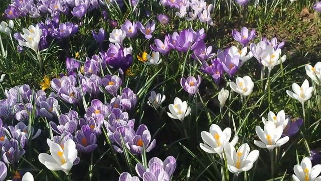 210 #Крокусы.Весна. Сплошное наслаждение. смотреть онлайн