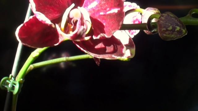 цветонос у ОРХИДЕИ цветет по 2 раза в год 4 ГЛАВНЫХ УСЛОВИЯ роста и цветения ОРХИДЕИ смотреть онлайн