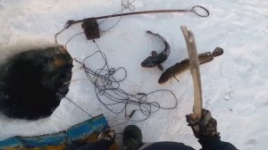 Вот это момент. ВОТ ЭТО НАЛИМ. Проверка перемета. #туруханск #рыбалка #2022