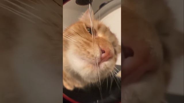 😼Смешные котики #cet #смешныекоты #коты