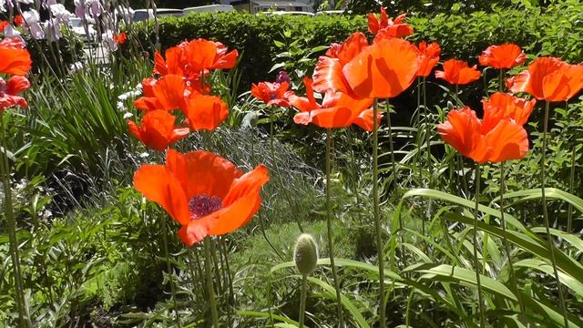 Маки (стихотворение В. Гаазова) смотреть онлайн