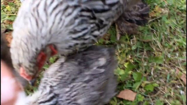 Порода Брама тёмная. Наседка и 2-месячные цыплята. смотреть онлайн