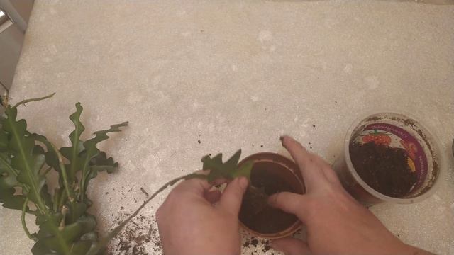 Эпифиллум anguliger смотреть онлайн