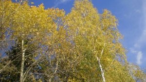 Летняя ночь - Летняя ночь