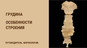 Грудина - особенности строения.
