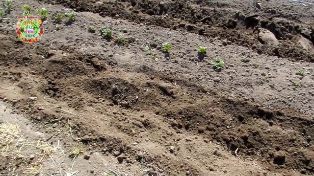 Как спасти ранний картофель от морозов в открытом грунте? Апрельское окучивание картофеля и укрытие