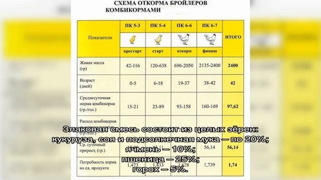 Чем лучше кормить бройлеров в домашних условиях?