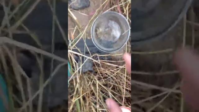 Back Bay Botanicals - Saving Thousands of Rudbeckia Seeds смотреть онлайн