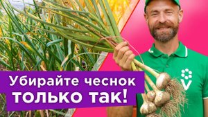 СРОЧНО УБИРАЕМ ЧЕСНОК! Главные признаки, что чеснок готов к уборке, и что делать сразу после выкопки