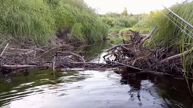 Подымались по лесной речки смотреть онлайн