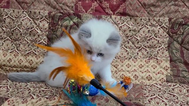 Blue Point Bicolor Ragdoll Kitten born 03-14-23 смотреть онлайн