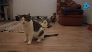 Приют для кошек "Брошенный Ангел"