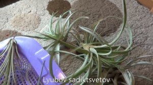 Комнатные цветы/растения. Сажаем тилландсии атмосферные на корягу.