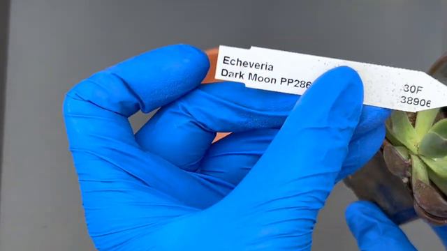 Vlog #51 | Echeveria Green Pearl & Dark Moon смотреть онлайн