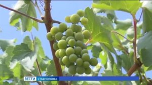 На Ставрополье собирают винный виноград