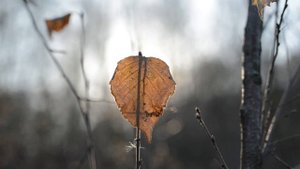 Тест Samyang 50 mm T1.5 AS UMC VDSLR