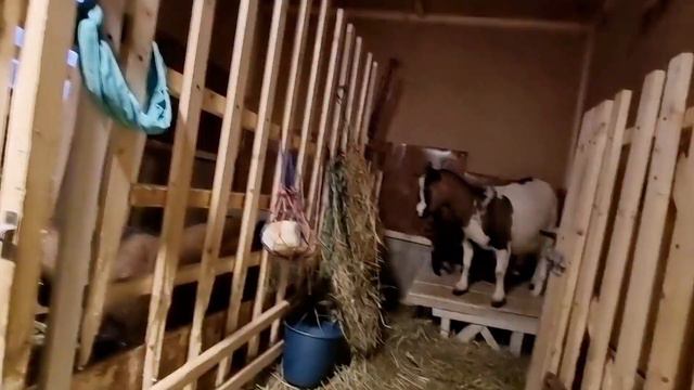 Дети и взрослые приехали поиграть с козлятами.