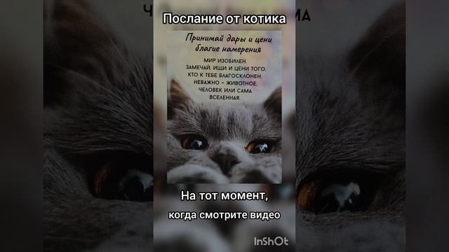 послание от Котика