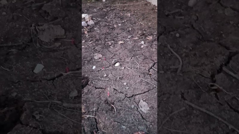 Появились первые ростки тюльпанов на грядке.  на даче.