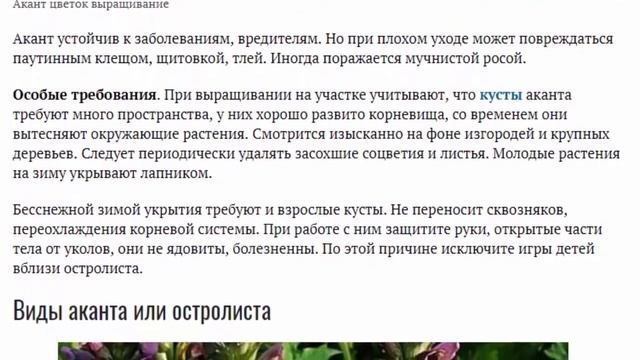 Акант или медвежья лапа, остролист Посадка и уход