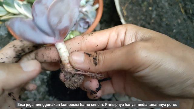 #Gardening333 : Sukulen Echeveria perle von nurnberg care - rare succulents смотреть онлайн