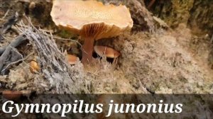 Identifikasi Jamur Gymnopilus junonius, ada di batang sawit mati