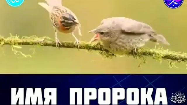 ИМЯ ПРОРОКА МУХАММАДА (С.Г|А.В) смотреть онлайн