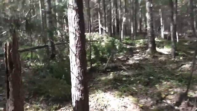 В тайге каждая травинка  витаминка смотреть онлайн