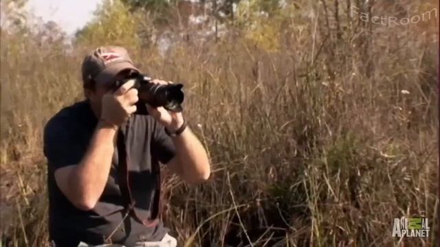 7 СЛУЧАЕВ СНЯТЫХ НА КАМЕРУ КРОКОДИЛЫ И АЛЛИГАТОРЫ КУСАЮТ ЗА ГОЛОВУ ЛЮДЕЙ смотреть онлайн