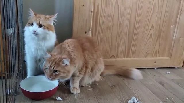 Котики смешные месте пьют воду . Кошки правят миром