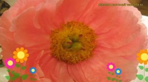 Пион гибридный Цитерия. Краткий обзор, описание характеристик paeonia hybrida Cytherea