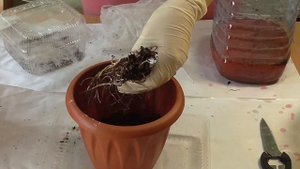 Выращивание гейхеры из семян и корневища(Часть 2)