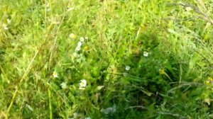 Где собирать землянику летом?