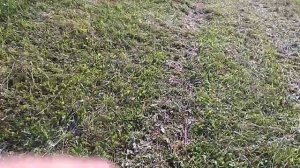 Крн 2.1 Б в работе.