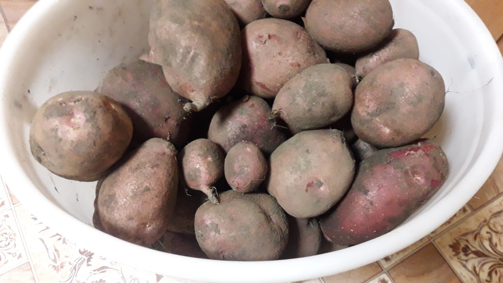 Сбор картофеля Уника 2021 в мешках
