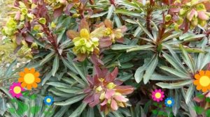 Молочай миндалевидный Ред Велвет. Краткий обзор, описание euphorbia amygdaloides Red Velvet