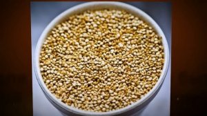 Фасоль польза и вред